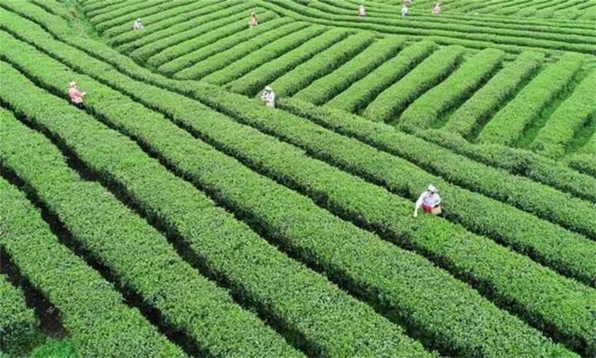 茶韵悠长贵州铜仁奏响产业高质量发展强音(图4)