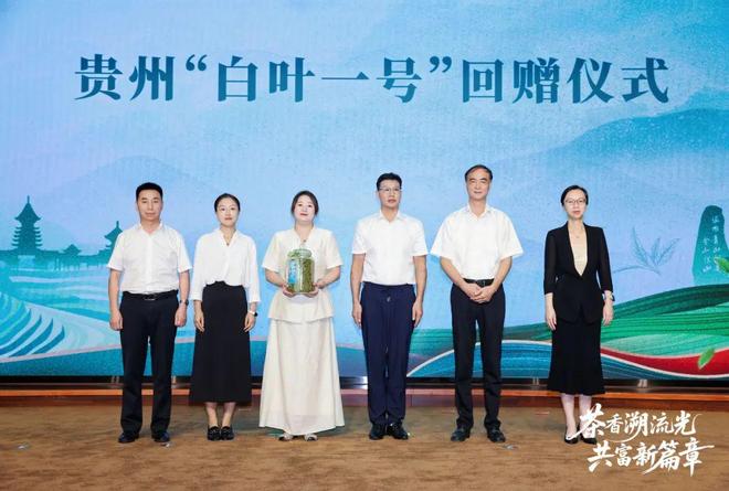 “白叶一号”的返程车票!贵州用满园茶香回应浙江昔日情谊(图3)