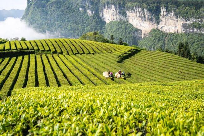 PG电子平台【国工优品点评】第七十期恩施玉露(图3)