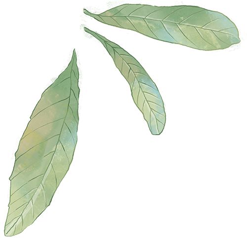 PG电子平台【国工优品点评】第七十期恩施玉露(图6)