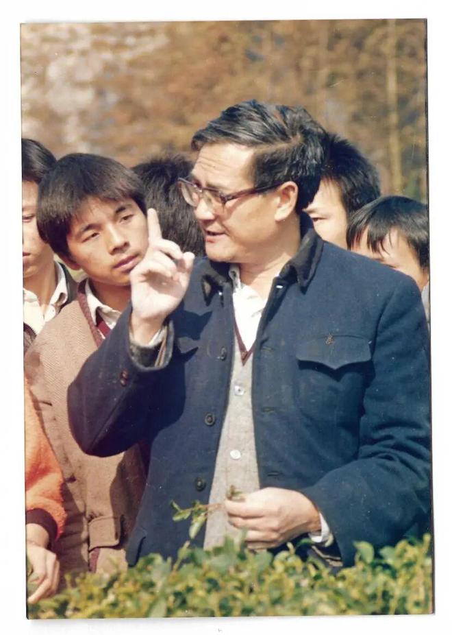 PG电子平台【国工优品点评】第七十期恩施玉露(图7)