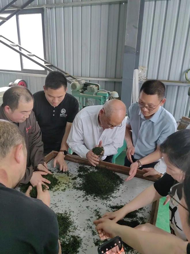 PG电子平台【国工优品点评】第七十期恩施玉露(图14)