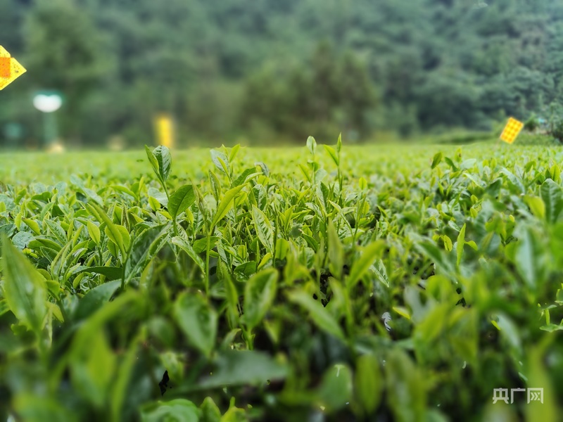 PG平台活力中国调研行｜从“卖茶叶”到“卖体验”一片绿叶的增值之道(图4)