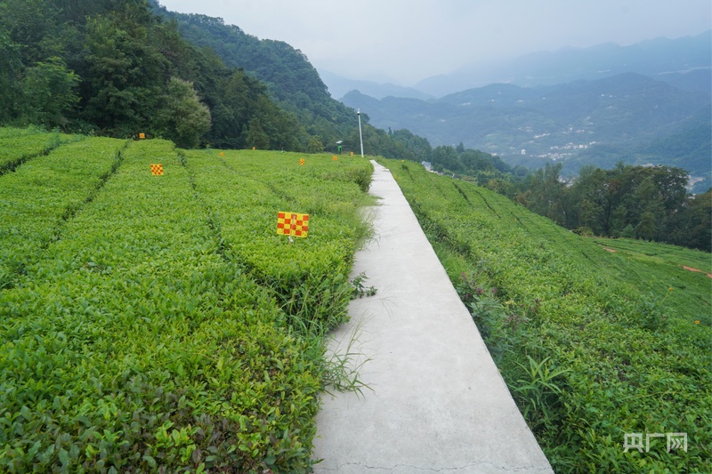 PG平台活力中国调研行｜从“卖茶叶”到“卖体验”一片绿叶的增值之道(图2)