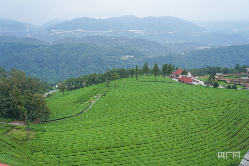 PG平台活力中国调研行｜从“卖茶叶”到“卖体验”一片绿叶的增值之道(图1)