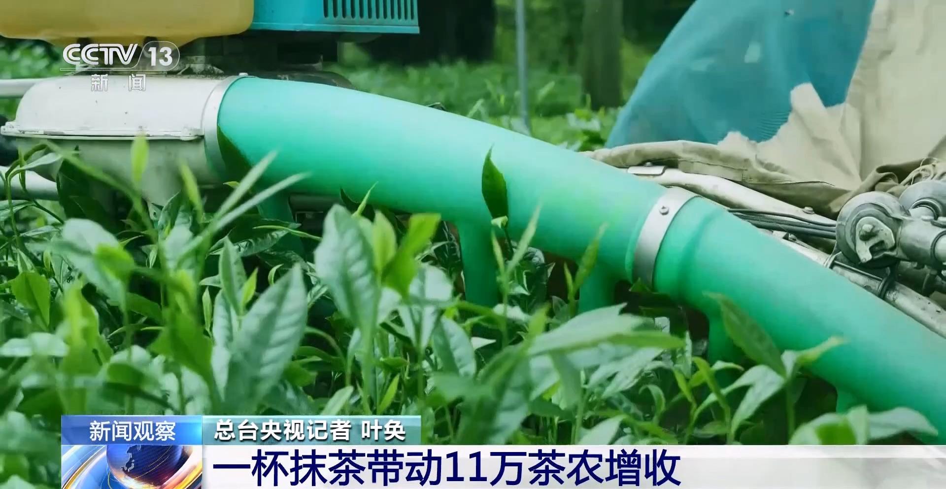 北纬27度抹茶的“72变”一杯抹茶带动11万茶农增收(图2)