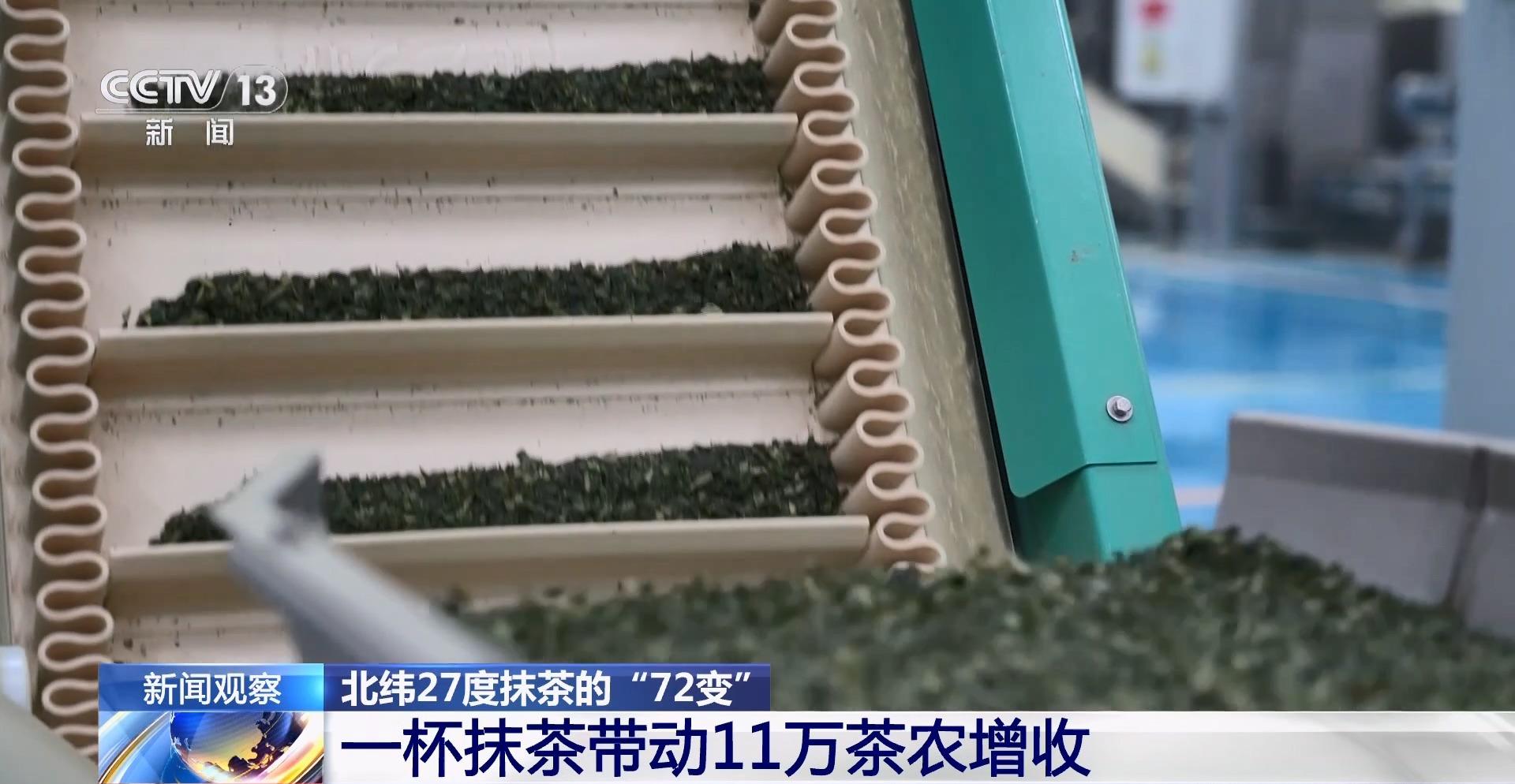 北纬27度抹茶的“72变”一杯抹茶带动11万茶农增收(图3)