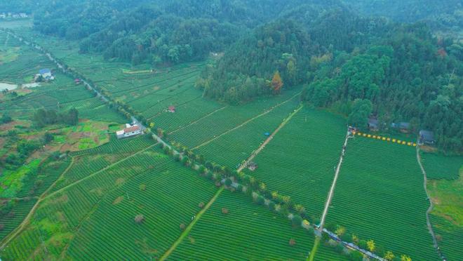 理想华莱：讲好安化黑茶的科技故事(图8)