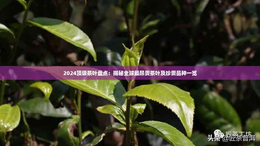 2024顶级茶叶盘点:揭秘全球最昂贵茶叶及珍贵品种一览(图1)