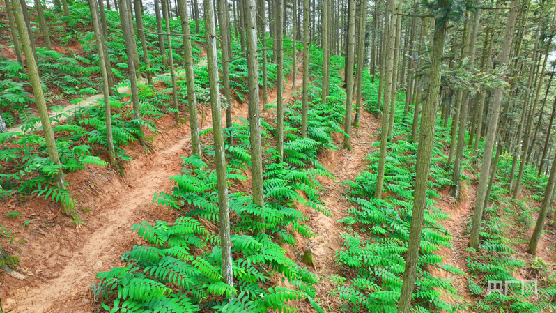 PG电子平台筑梦“湘”村｜新化黄精：山林间的“黄金产业”如何成就30亿元产值(图2)