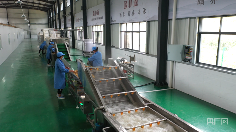 PG电子平台筑梦“湘”村｜新化黄精：山林间的“黄金产业”如何成就30亿元产值(图4)