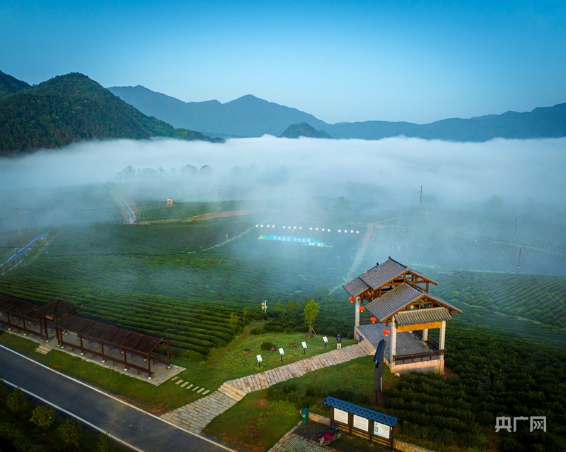 千年茶乡迎盛会!2025中国红茶大会将在修水召开(图1)