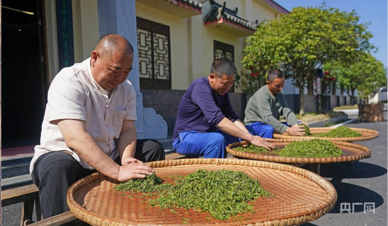 千年茶乡迎盛会!2025中国红茶大会将在修水召开(图2)