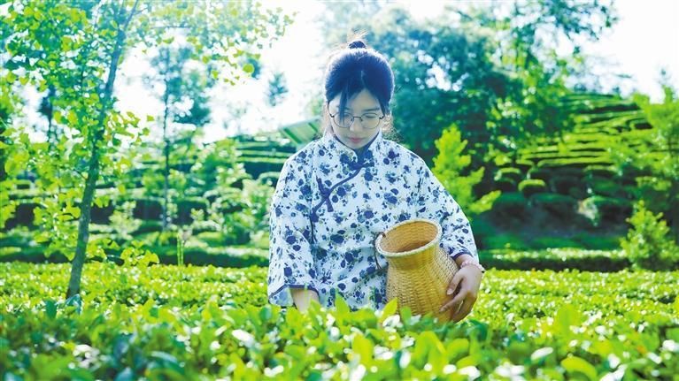 夏秋茶变成“金叶子”(图1)