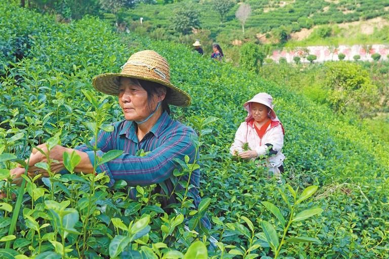 夏秋茶变成“金叶子”(图3)