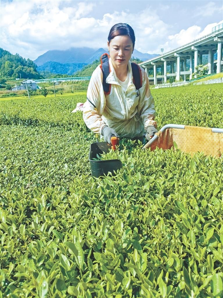 夏秋茶变成“金叶子”(图2)