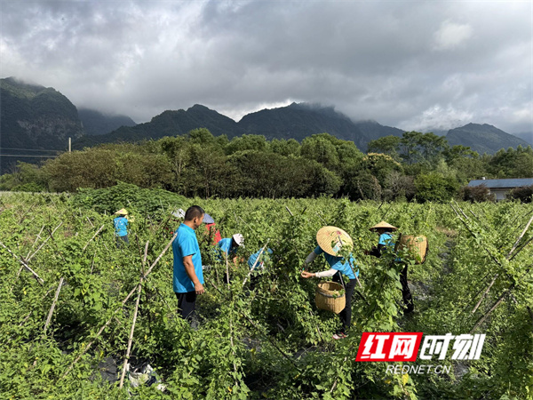 江永白首乌花茶：非遗传承中的芬芳密码(图1)