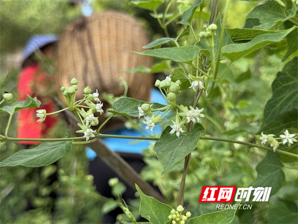 江永白首乌花茶：非遗传承中的芬芳密码(图2)