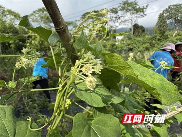 江永白首乌花茶：非遗传承中的芬芳密码(图4)