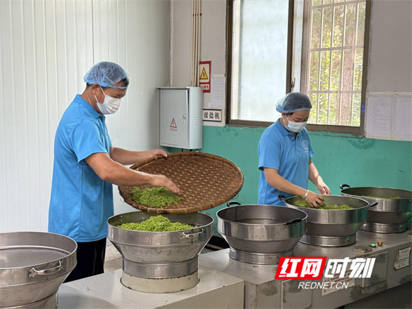 江永白首乌花茶：非遗传承中的芬芳密码(图3)