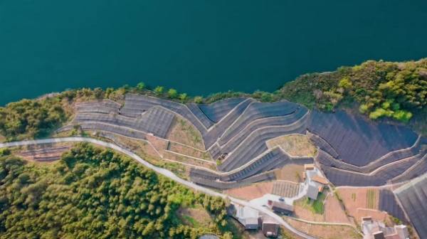 PG平台彭水善感乡:碎石滩变身“苗药谷”黄精产业绘就乡村振兴新图景(图1)