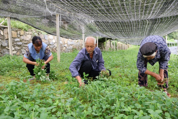 PG平台彭水善感乡:碎石滩变身“苗药谷”黄精产业绘就乡村振兴新图景(图3)