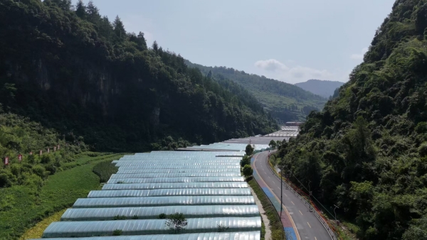 PG平台彭水善感乡:碎石滩变身“苗药谷”黄精产业绘就乡村振兴新图景(图2)