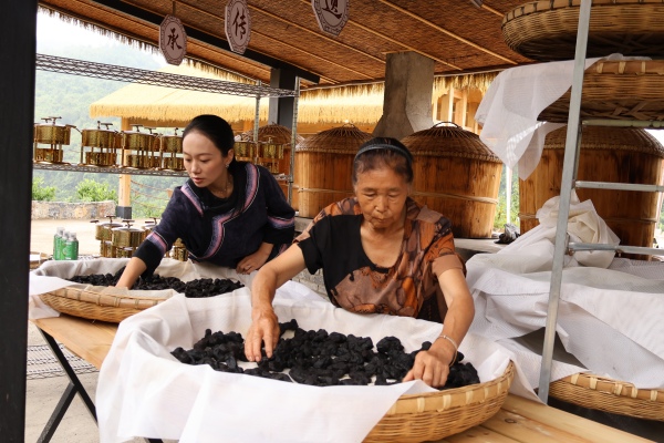 PG平台彭水善感乡:碎石滩变身“苗药谷”黄精产业绘就乡村振兴新图景(图4)