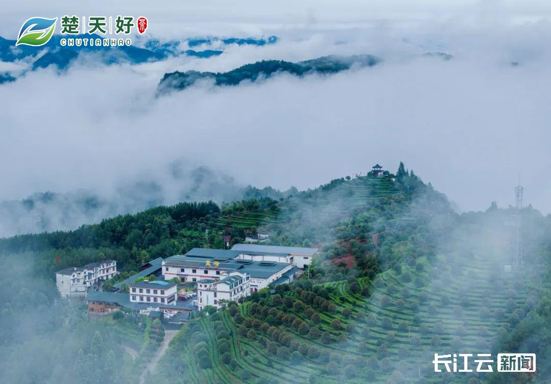 双城寻茶趣丨楚天好茶莱茵河花果香这杯“顶配”等你pick(图2)