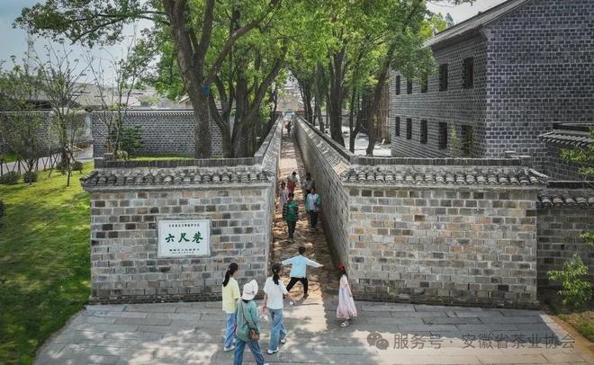 皖美徽茶县长说桐城市副市长周海波:“金花”四绽富锌香千年文都育兰韵(图4)