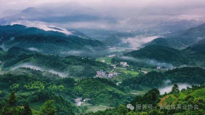 皖美徽茶县长说桐城市副市长周海波:“金花”四绽富锌香千年文都育兰韵(图2)