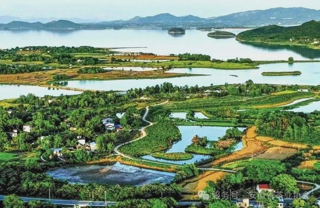 皖美徽茶县长说桐城市副市长周海波:“金花”四绽富锌香千年文都育兰韵(图3)