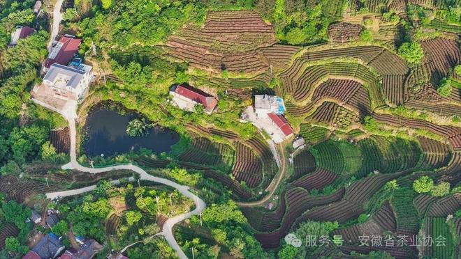 皖美徽茶县长说桐城市副市长周海波:“金花”四绽富锌香千年文都育兰韵(图1)