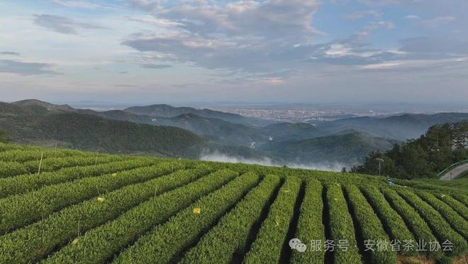 皖美徽茶县长说桐城市副市长周海波:“金花”四绽富锌香千年文都育兰韵(图5)