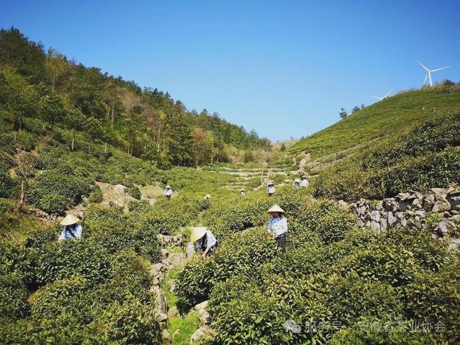 皖美徽茶县长说桐城市副市长周海波:“金花”四绽富锌香千年文都育兰韵(图6)