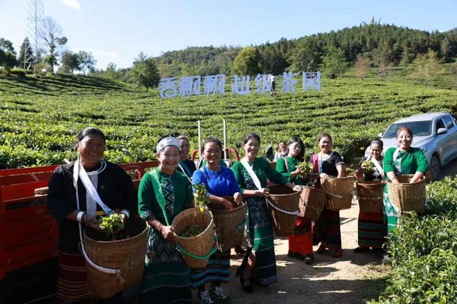 国民品牌打响价值复位战:从香飘飘原叶现泡系列看行业第三条路(图5)
