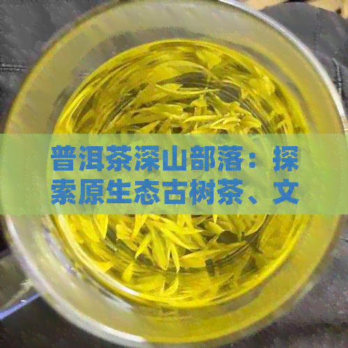 普洱茶深山部落:探索原生态古树茶、文化体验与传统制茶工艺的完整指南(图1)