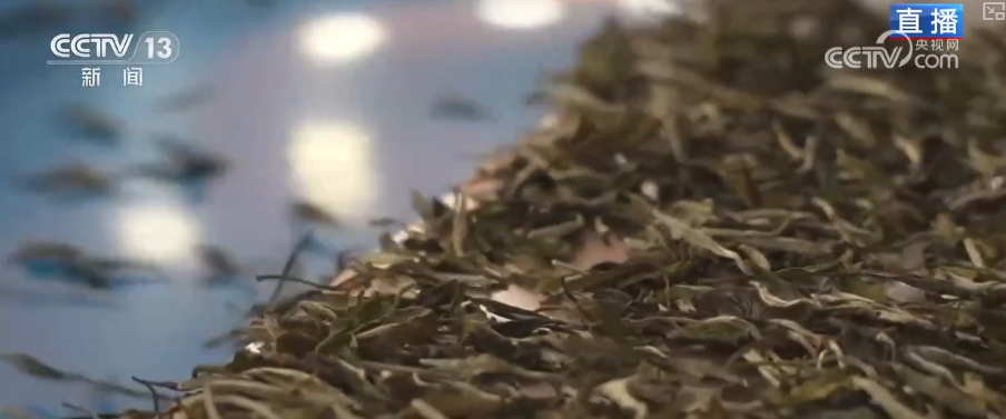 “绿叶子”变“金叶子”科技赋能撑起农户“钱袋(图3)