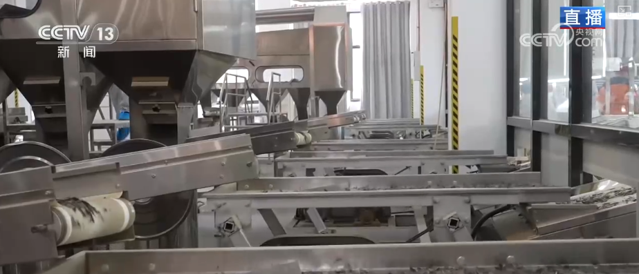 “绿叶子”变“金叶子”科技赋能撑起农户“钱袋(图4)