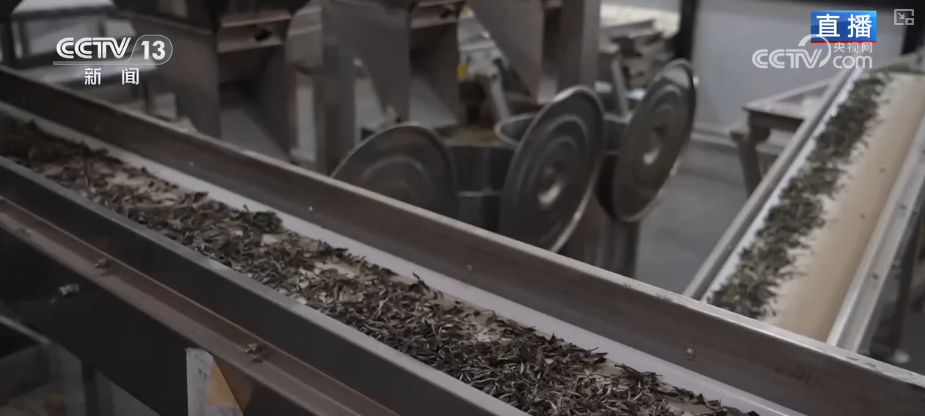 “绿叶子”变“金叶子”科技赋能撑起农户“钱袋(图8)