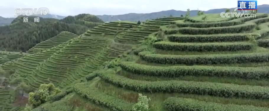 “绿叶子”变“金叶子”科技赋能撑起农户“钱袋(图9)