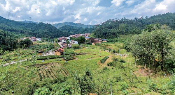 四会市江谷镇保育百年茶树挖掘茶产业发展潜力江林茶焕生机融合农文旅(图1)