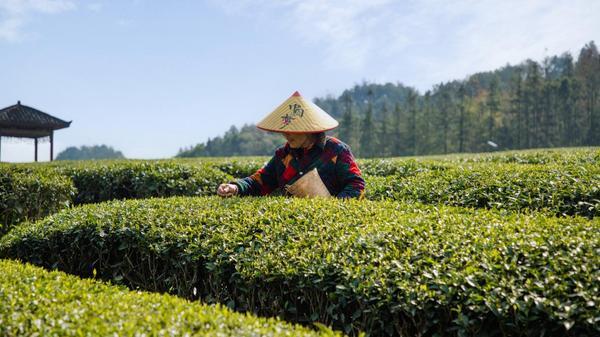 PG电子网站理想华莱：以茶为媒深耕安化书写乡村振兴企业答卷(图2)