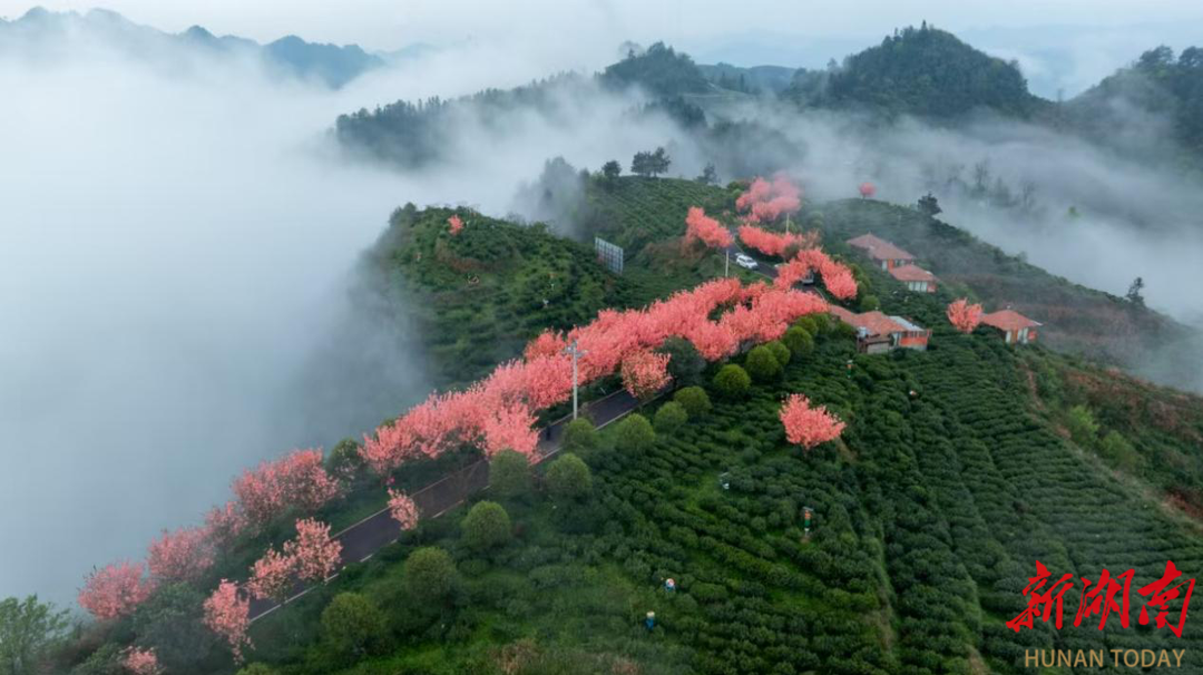 千年茶脉邂逅新潮古丈新茶饮激活产业发展新动能(图1)