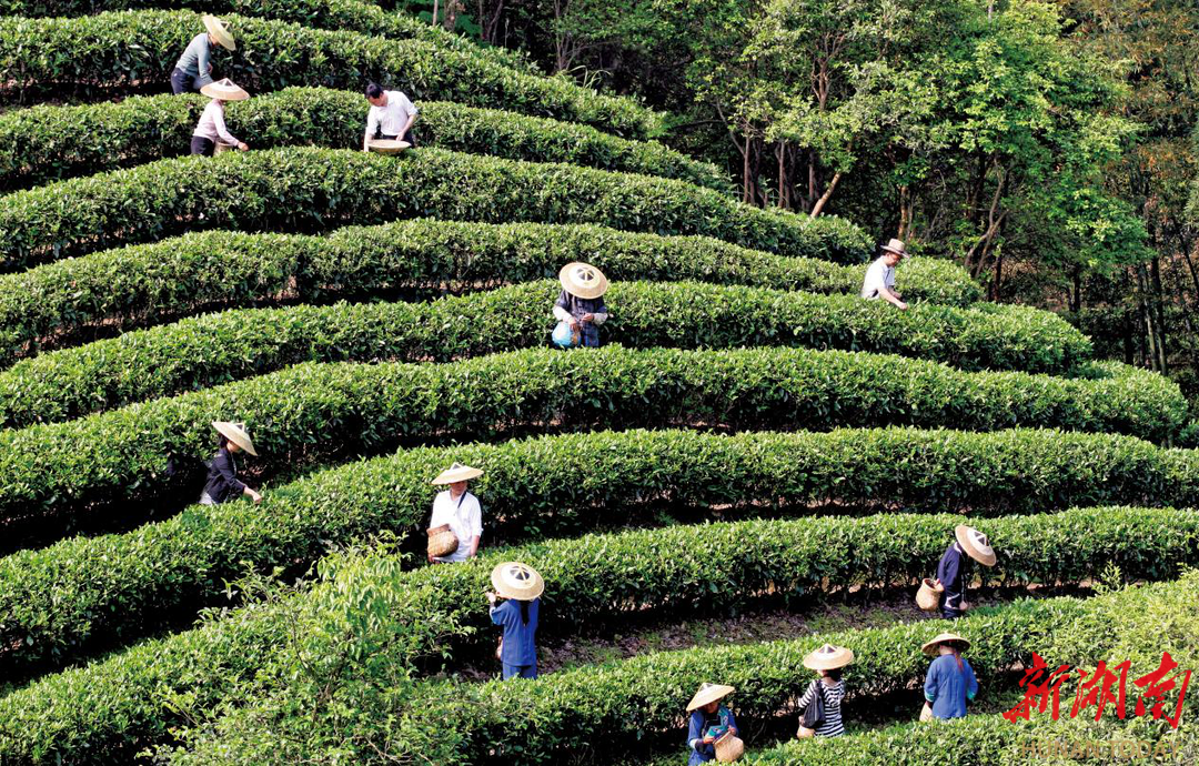 千年茶脉邂逅新潮古丈新茶饮激活产业发展新动能(图2)