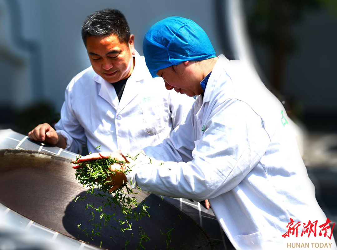 千年茶脉邂逅新潮古丈新茶饮激活产业发展新动能(图3)