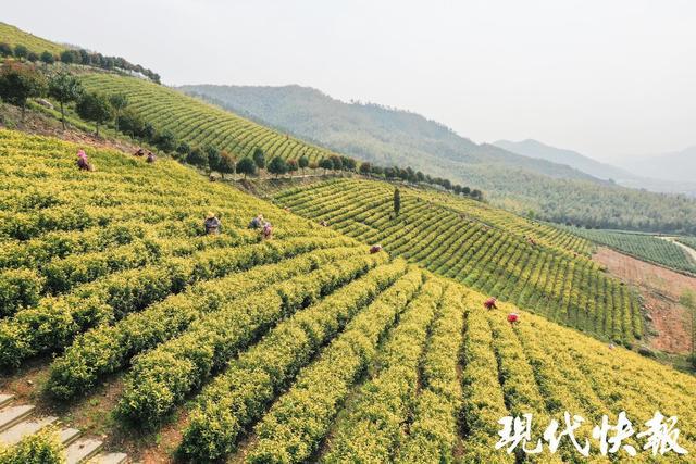 2025全国地方媒体总编辑看无锡｜智能流水线泡出振兴茶香勾勒宜兴振兴画卷(图4)