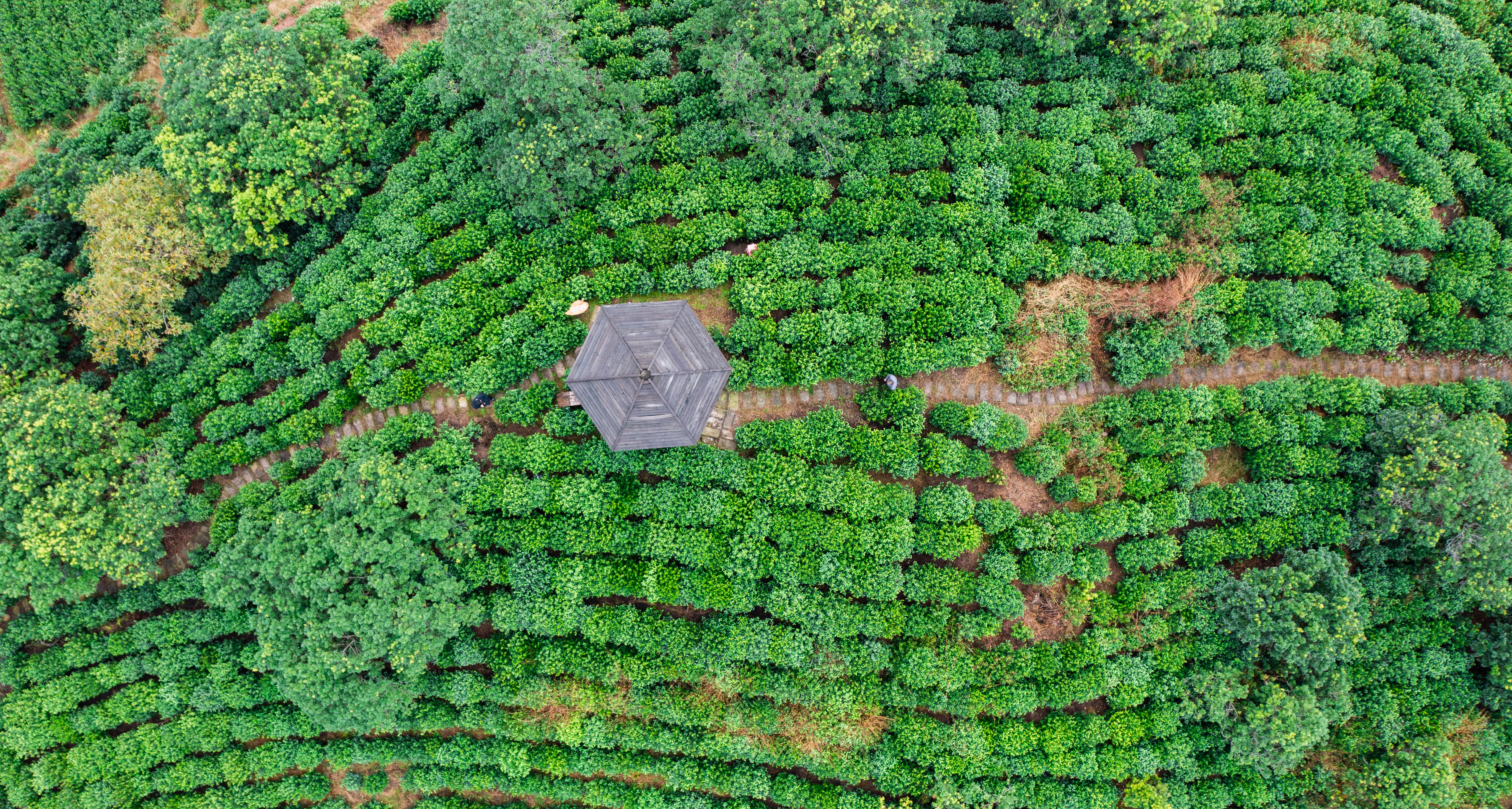 联合国授牌仙居捧回全球首张杨梅类世界级“金名片”(图6)