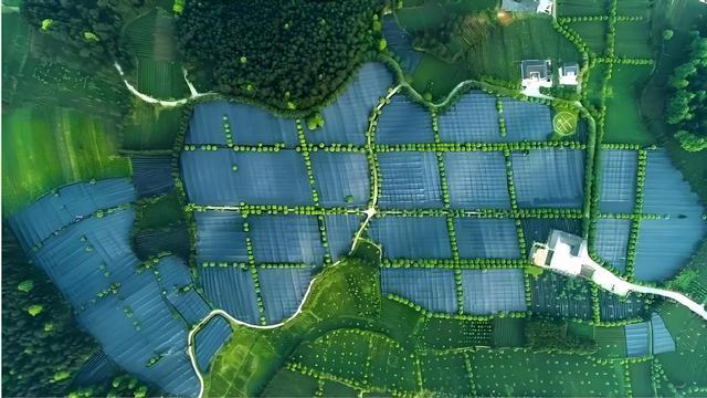 2025贵州抹茶产品创新大赛在铜仁江口开赛(图4)