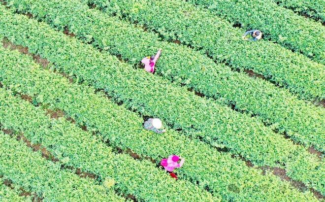 PG电子网站竹”够精彩“茶”有乾坤——咸宁特色产业链建设纪略(图1)